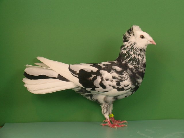 HSS Köln 2007
